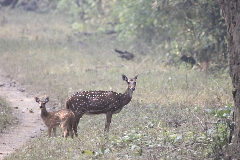 Photo of Majestic Kanha by Santhosham