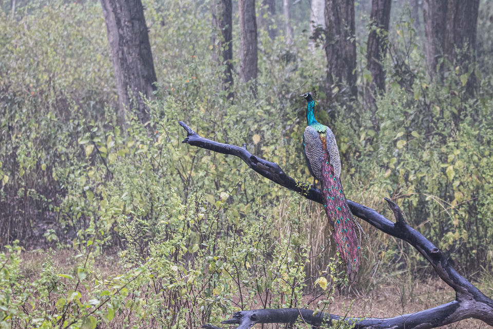 Photo of Majestic Kanha by Santhosham