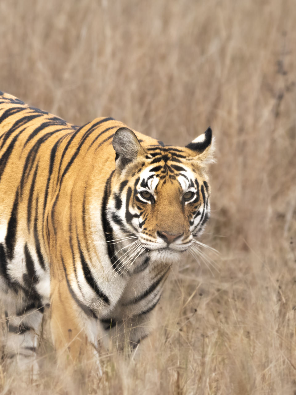 Photo of Majestic Kanha by Santhosham
