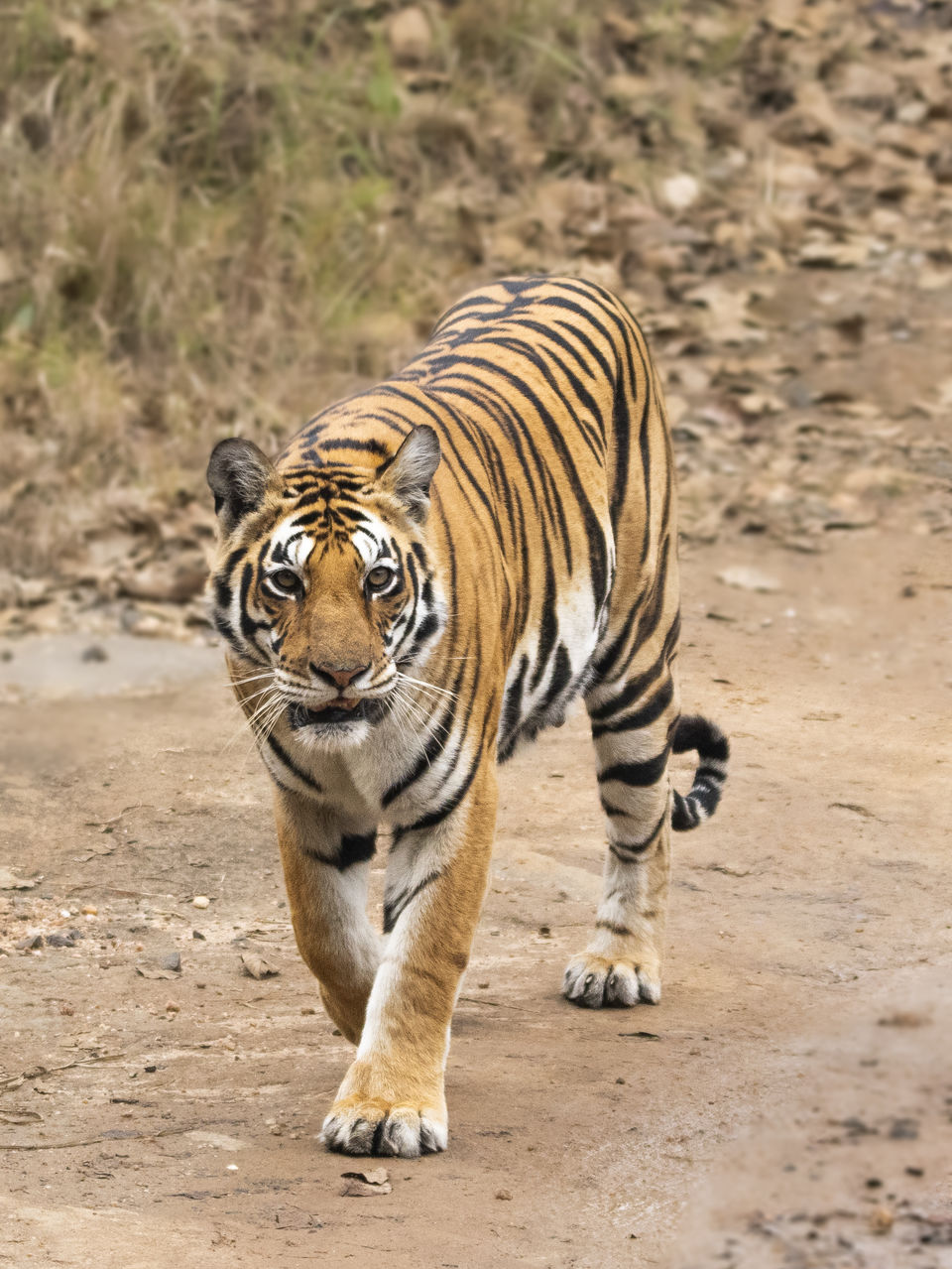Photo of Majestic Kanha by Santhosham