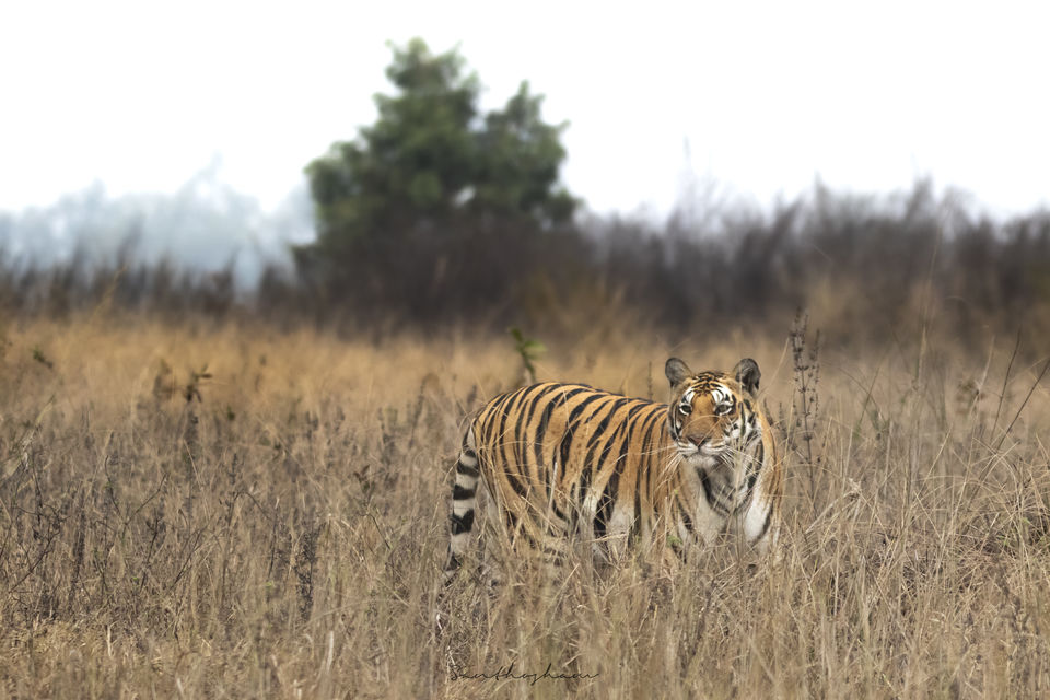 Photo of Majestic Kanha by Santhosham