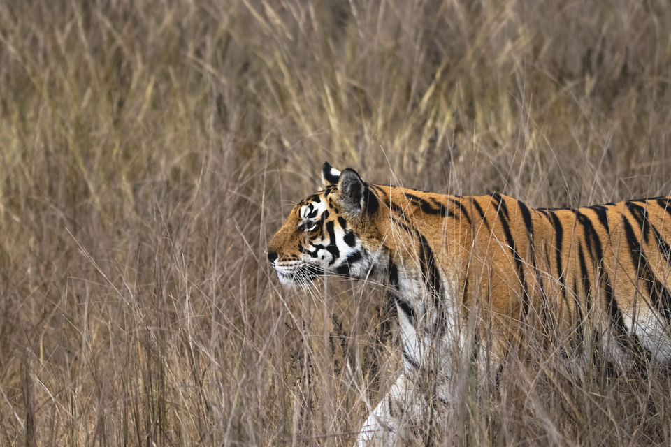 Photo of Majestic Kanha by Santhosham