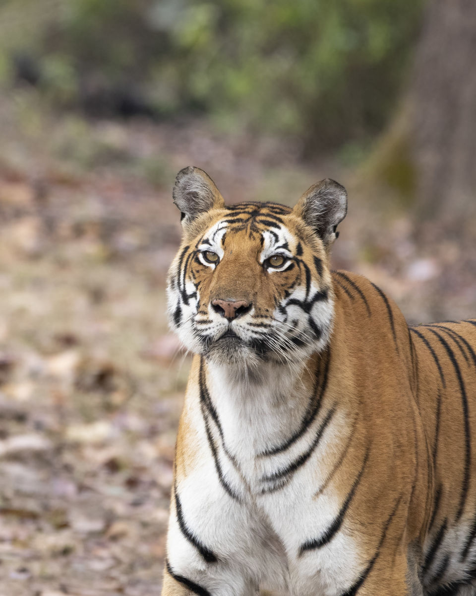 Photo of Majestic Kanha by Santhosham