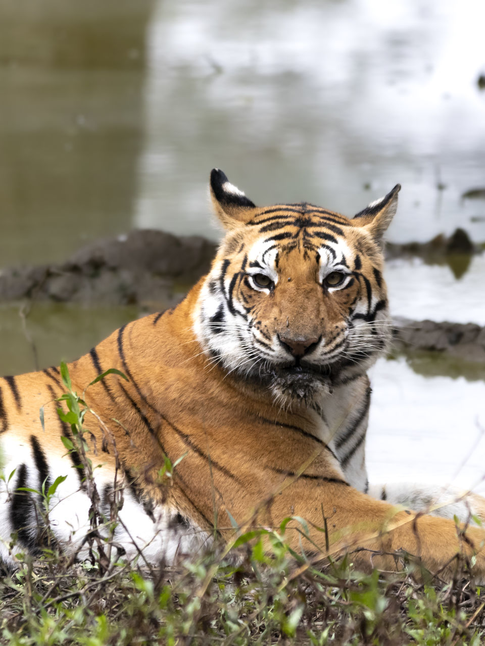 Photo of Majestic Kanha by Santhosham