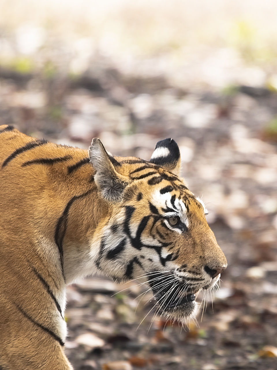 Photo of Majestic Kanha by Santhosham