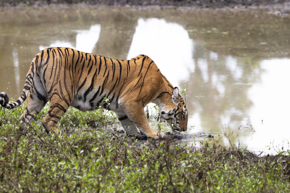 Photo of Majestic Kanha by Santhosham