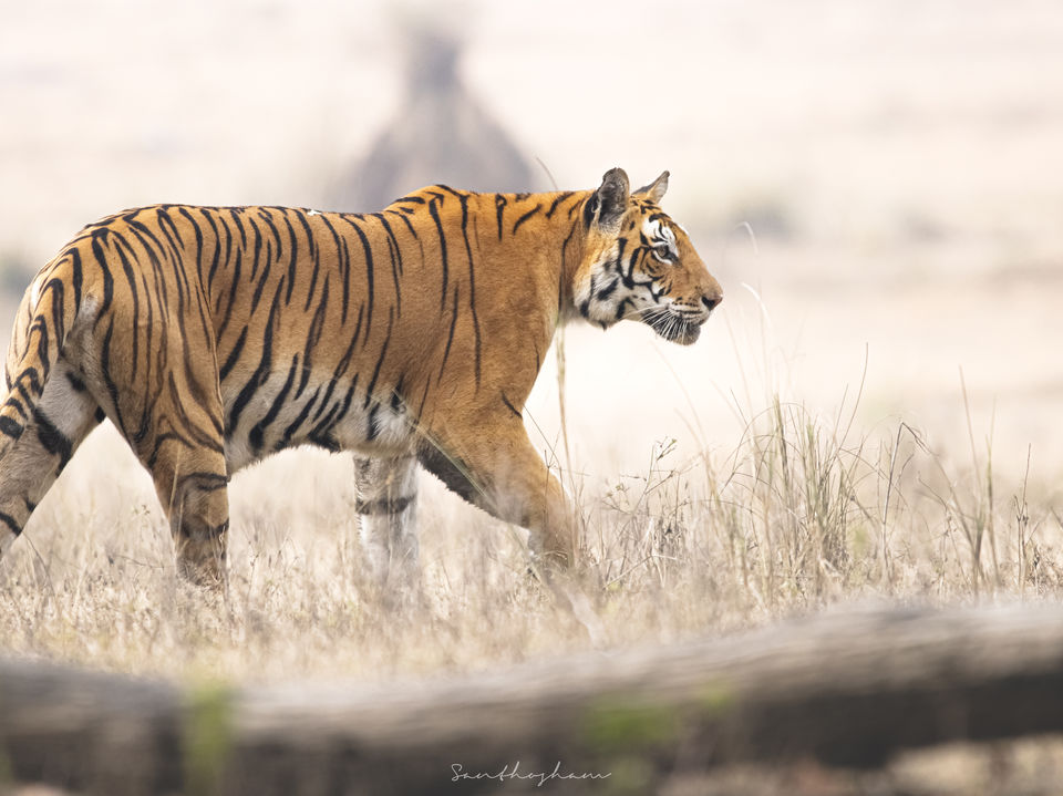 Photo of Majestic Kanha by Santhosham