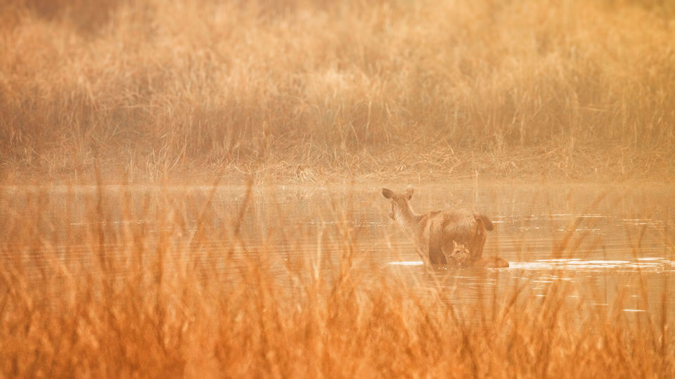 Photo of Majestic Kanha by Santhosham