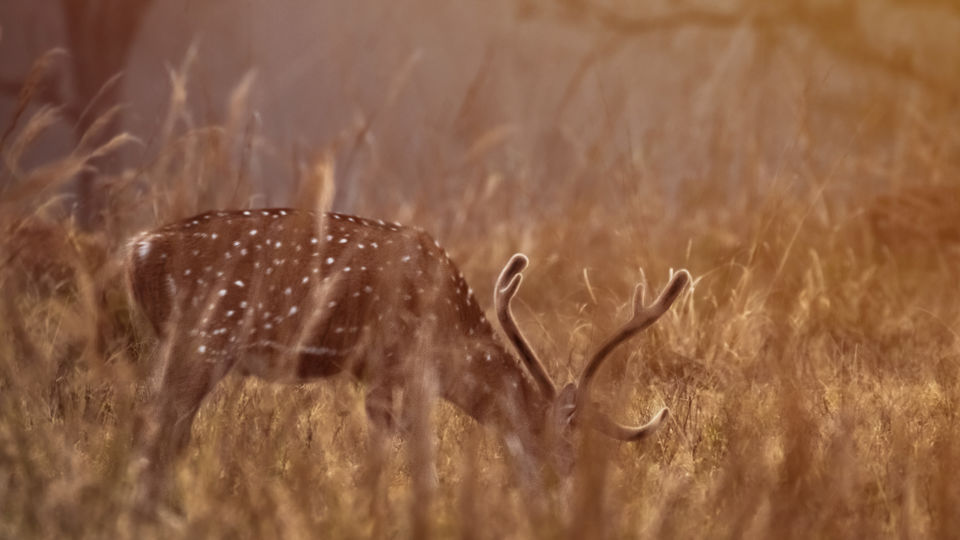 Photo of Majestic Kanha by Santhosham