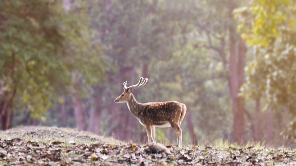 Photo of Majestic Kanha by Santhosham