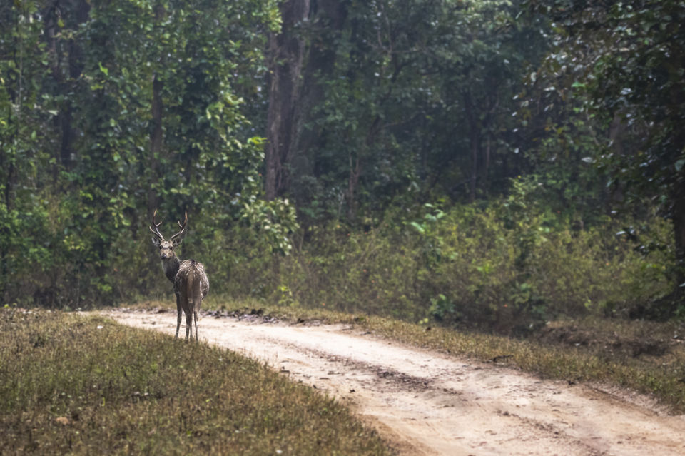 Photo of Majestic Kanha by Santhosham