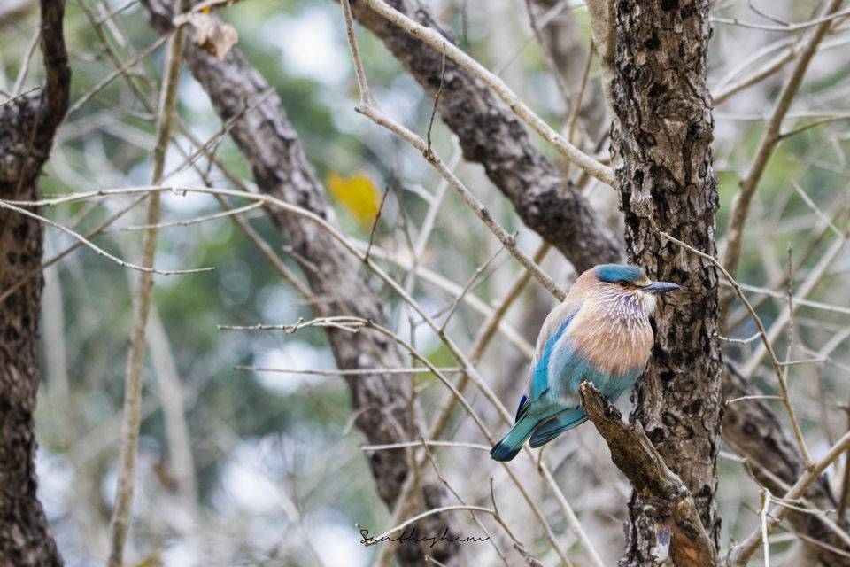 Photo of Majestic Kanha by Santhosham