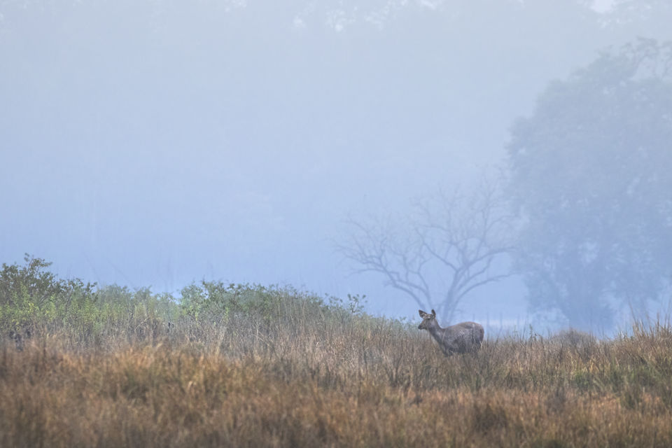Photo of Majestic Kanha by Santhosham