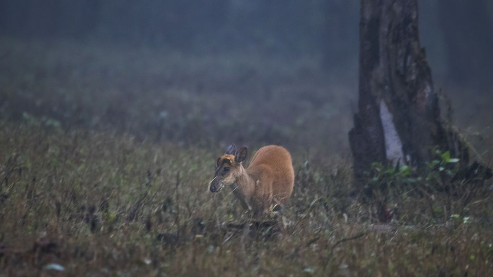 Photo of Majestic Kanha by Santhosham