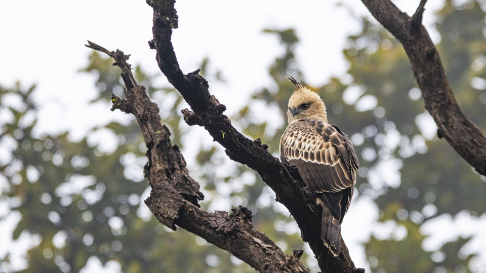 Photo of Majestic Kanha by Santhosham