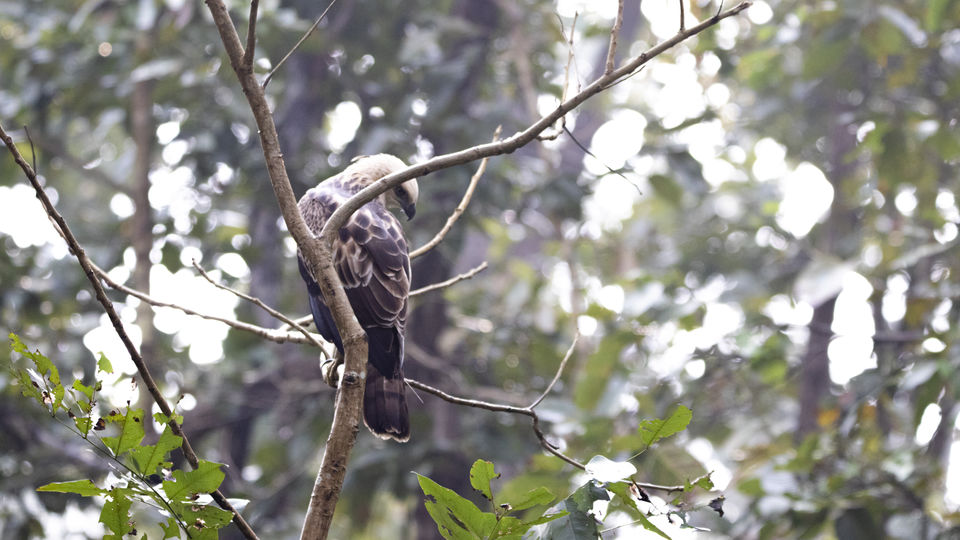 Photo of Majestic Kanha by Santhosham