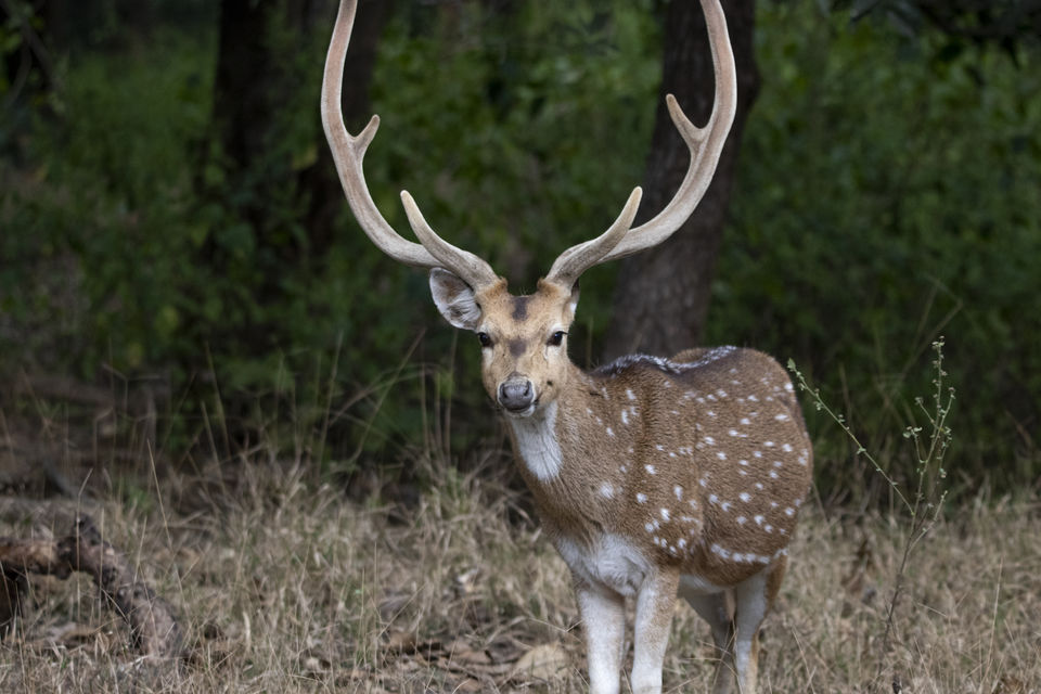 Photo of Majestic Kanha by Santhosham