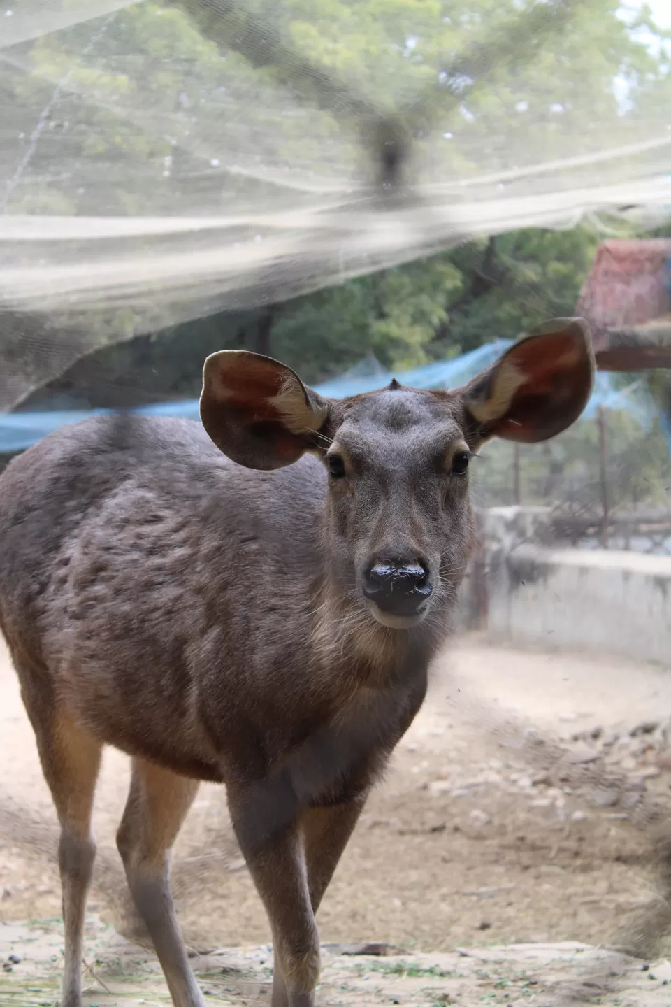 Photo of Albert Hall Zoo, Jaipur by Nitin Singh