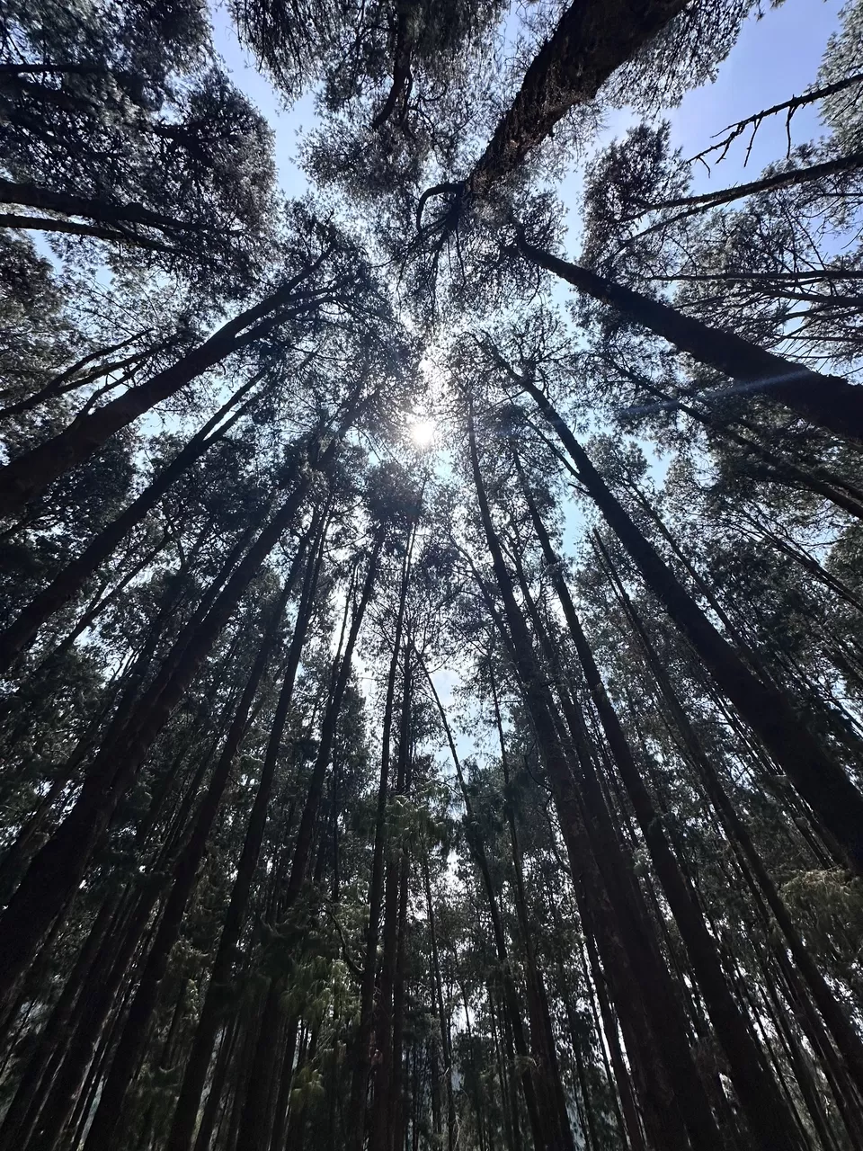 Photo of Pine Forest Ooty, Ooty by Sonal Jain