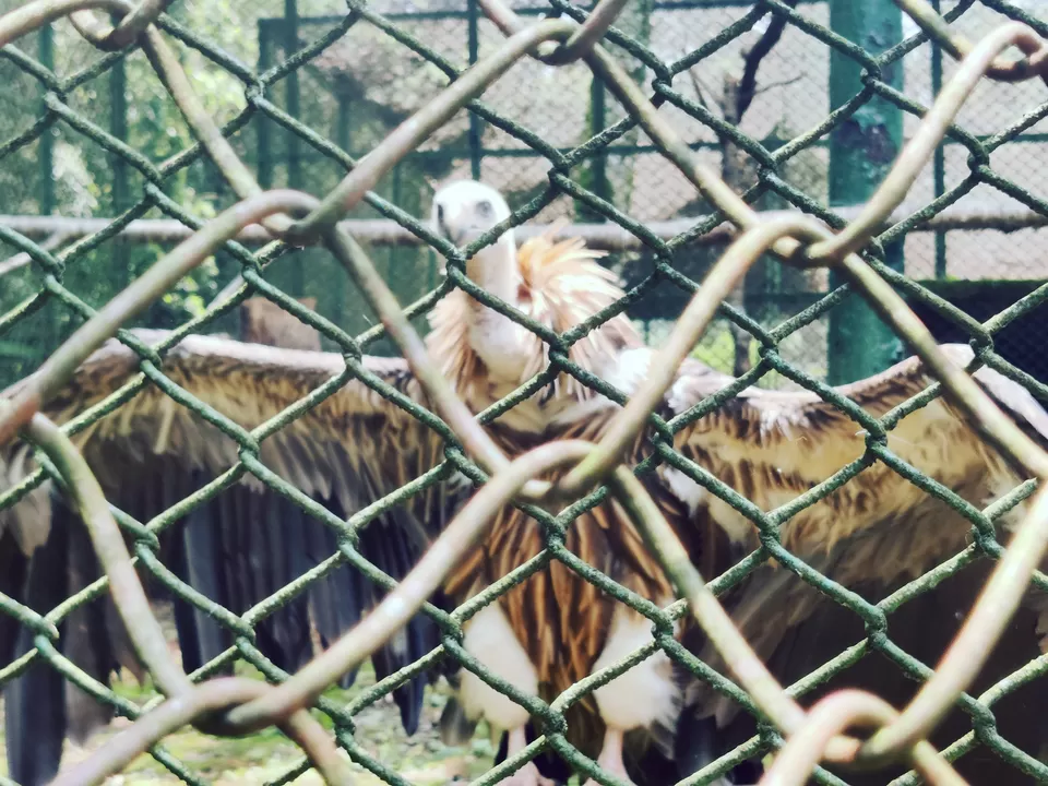 Photo of Caves, Waterfalls, and Jungles in Meghalaya - A 8D/7N Itinerary for perfect Summer [2024] by Ashish G