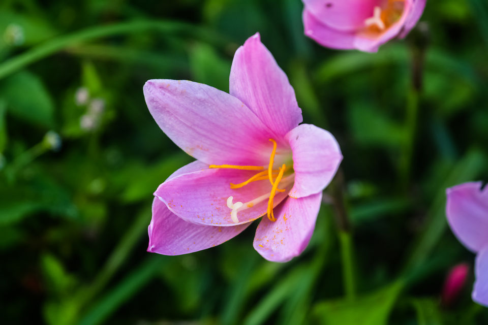 Photo of To the land of White Orchids, Kuseong and Ahaldara , an Offbeat North Bengal Hill Station by RAhul Debnath