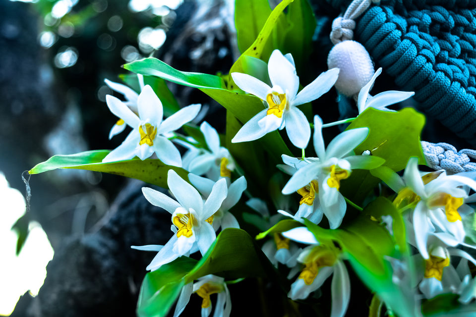 Photo of To the land of White Orchids, Kuseong and Ahaldara , an Offbeat North Bengal Hill Station by RAhul Debnath