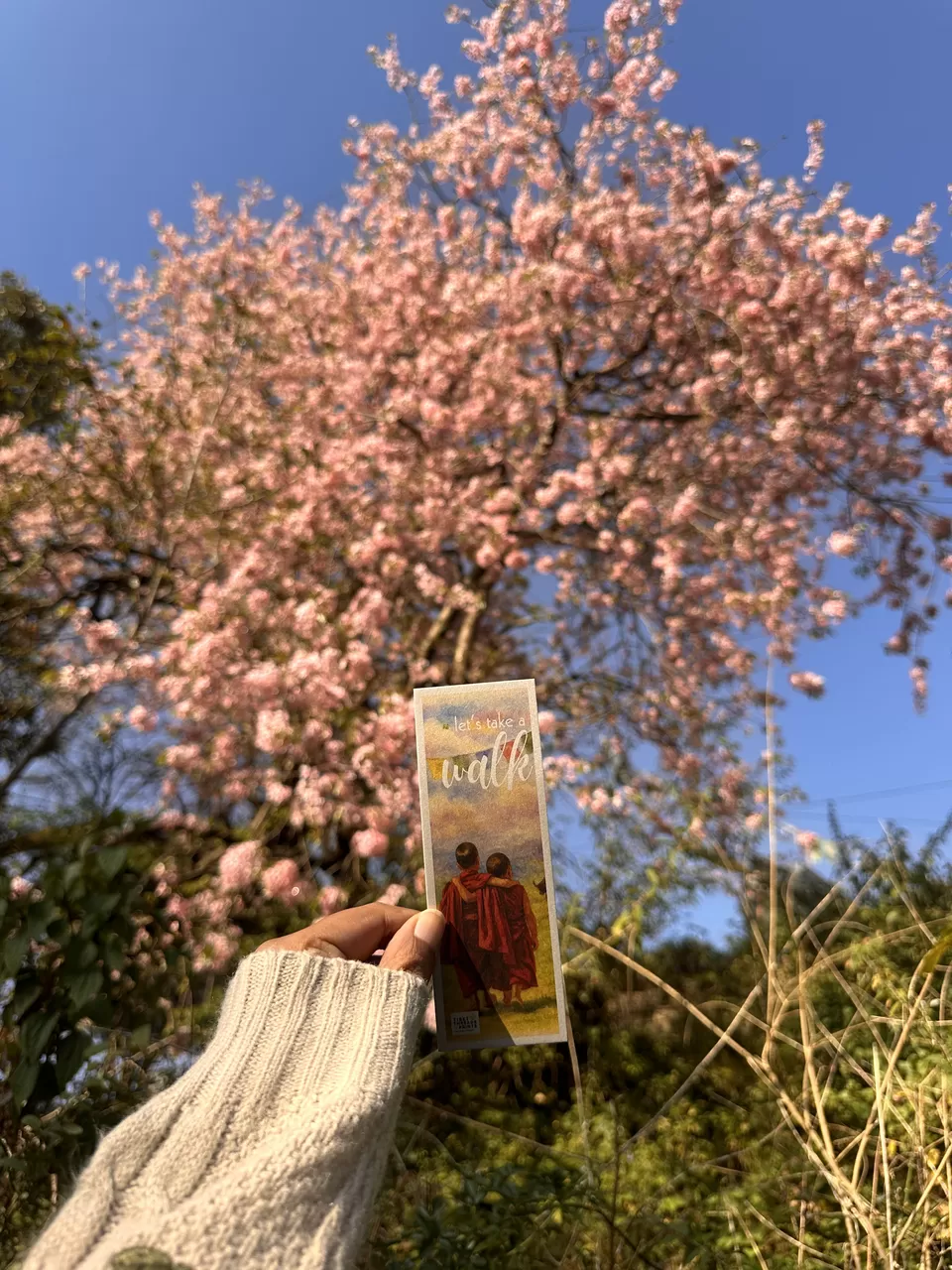 Photo of Between Cherry Blossoms and Cinema: Two Days At Dharamshala Film Festival by Nupur