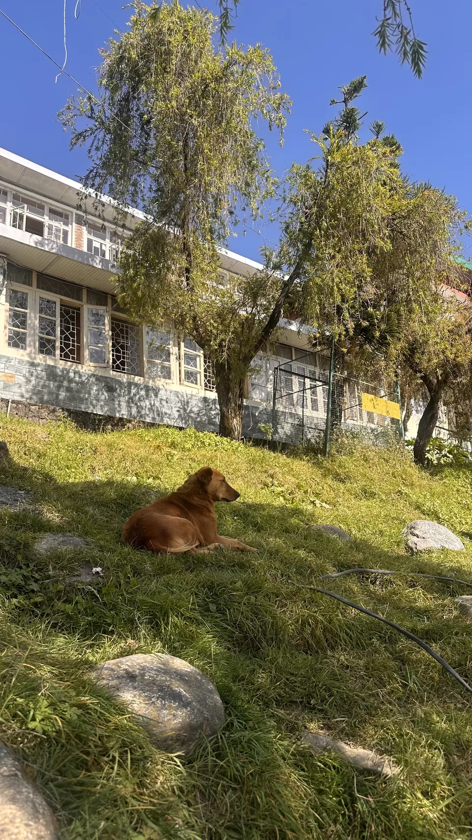 Photo of Between Cherry Blossoms and Cinema: Two Days At Dharamshala Film Festival by Nupur