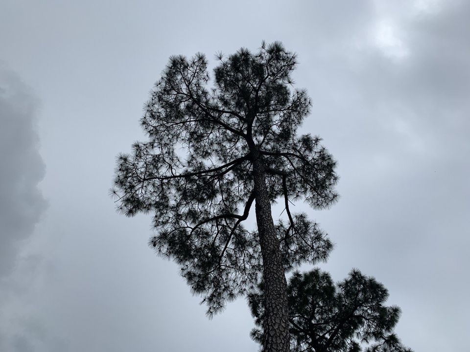 Photo of Chail and Morni- A planned yet un-planned weekend trip! by Abhishek Tyagi