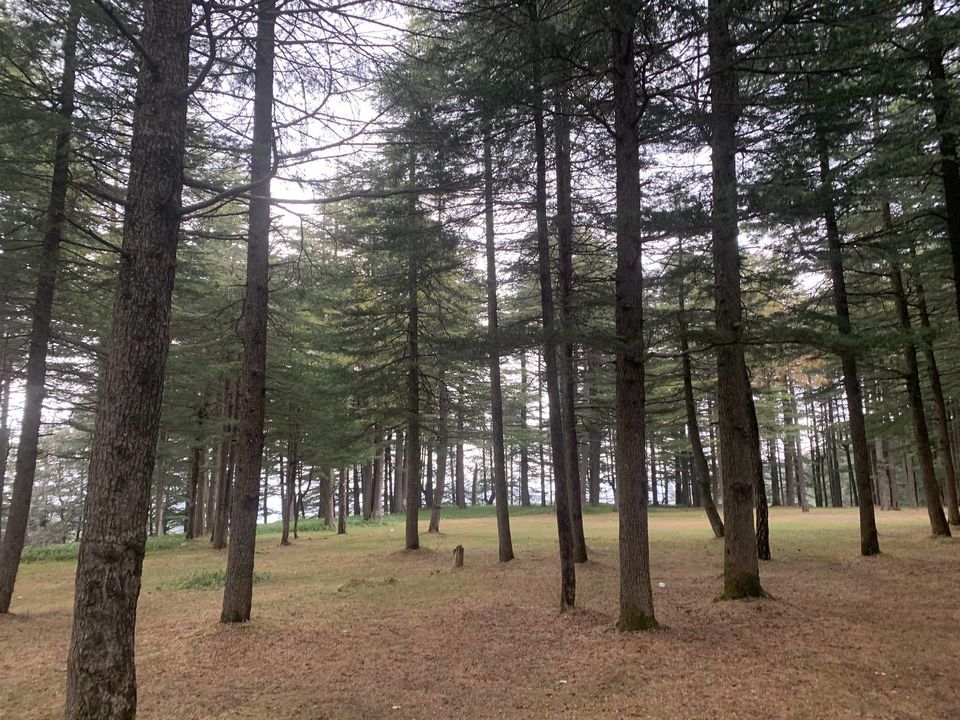 Photo of Chail and Morni- A planned yet un-planned weekend trip! by Abhishek Tyagi