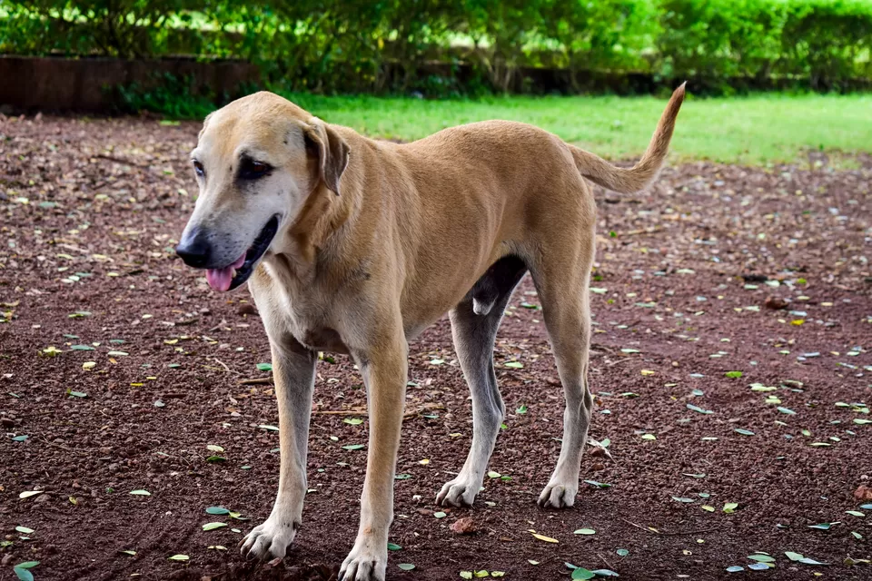 Photo of Goa-Holiday 365 days by Shameek Mukhopadhyay