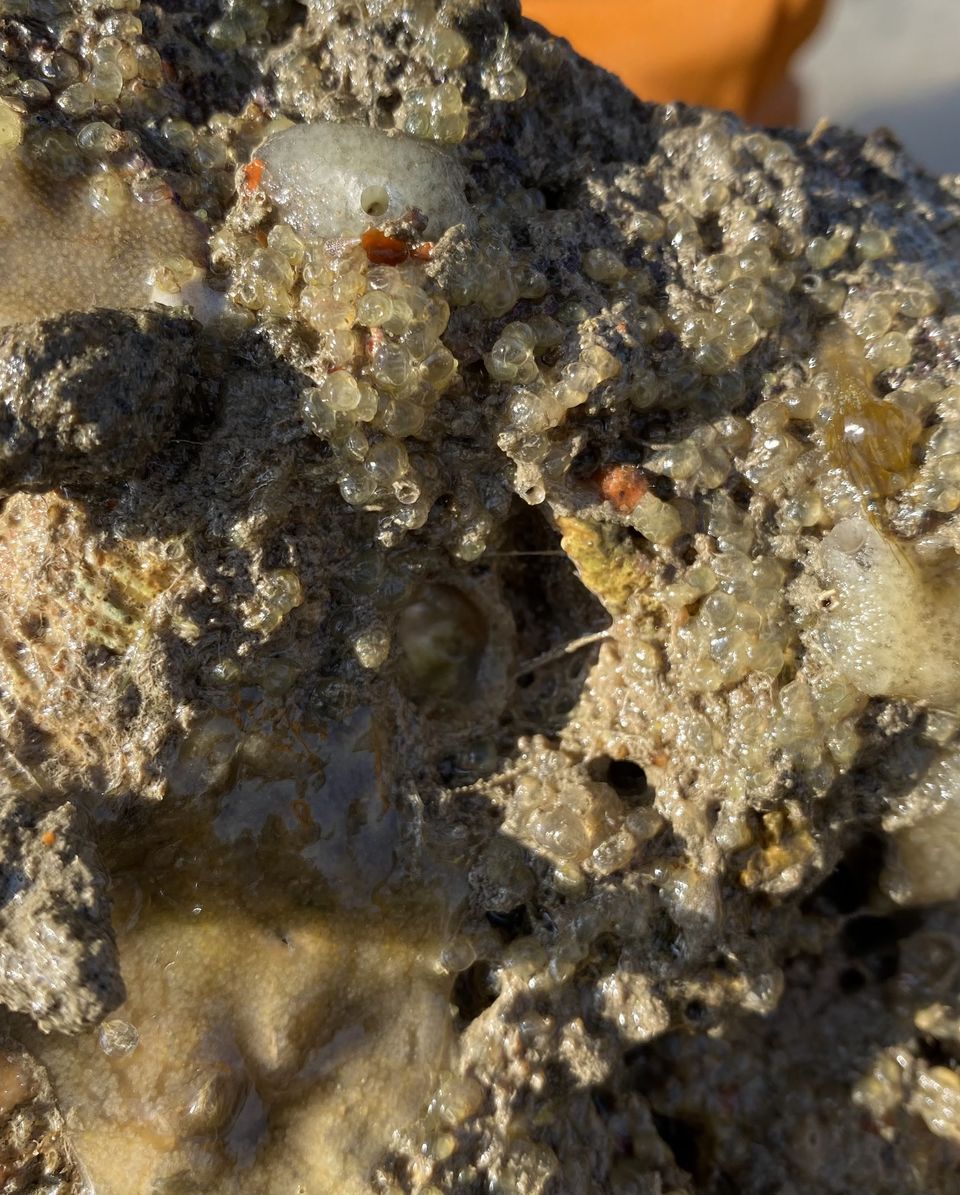 Photo of Narara - The Exposed Reef by D@₹¶a|\|
