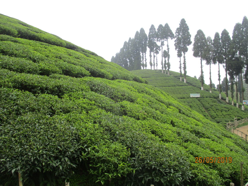 Photo of Gopaldhara Tea Estate, Darjeeling by The Rooted Nomads (Ria Chaudhury)
