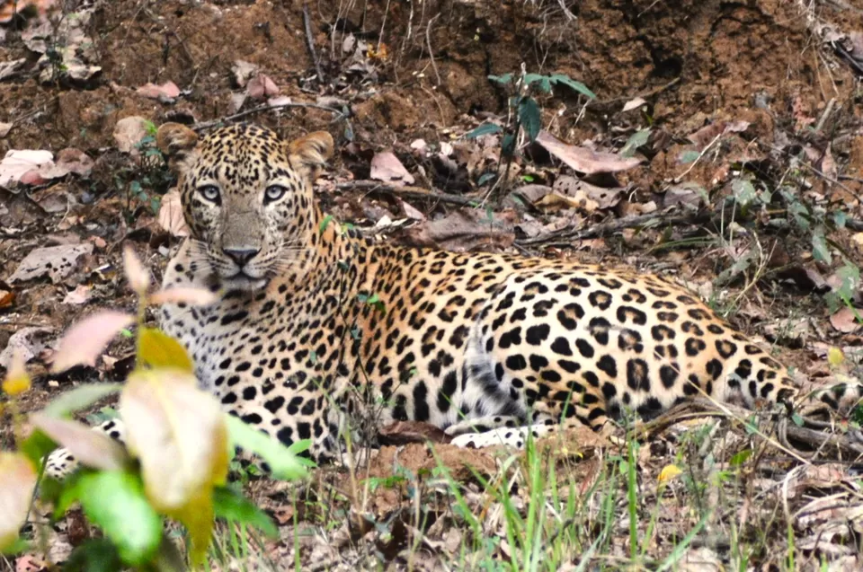 Photo of The Nawegaon National Park - Maharashtra, India, Nishani by Ankita Mukherji