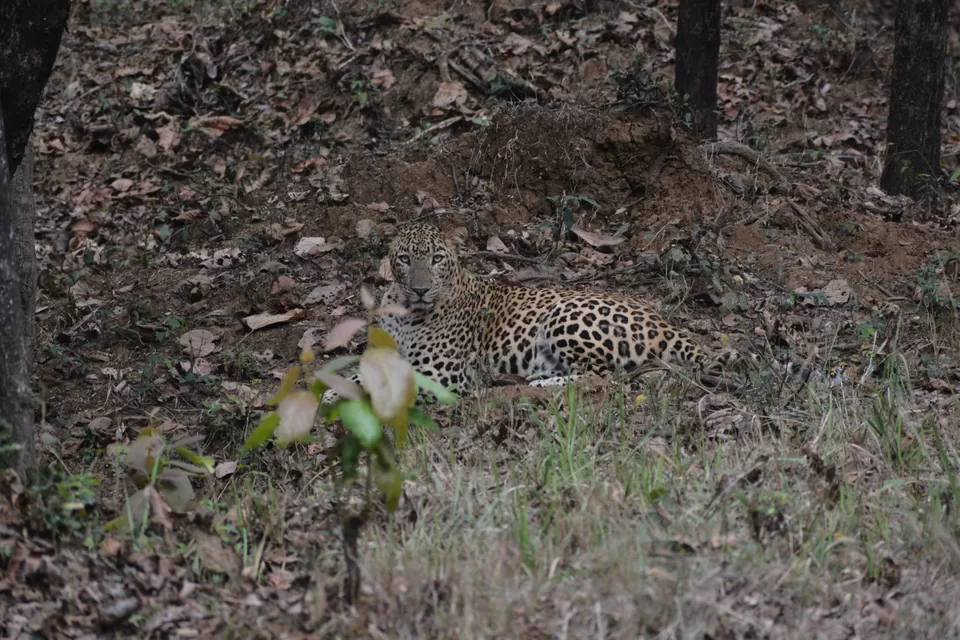 Photo of Nagzira- A must Visit Sanctuary in Maharashtra! by Ankita Mukherji