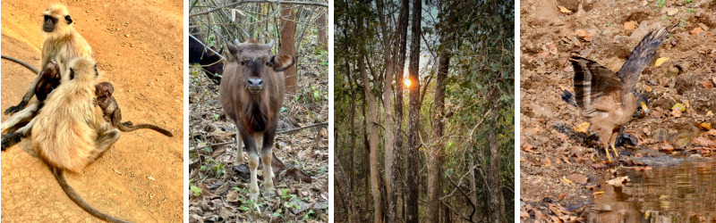 Photo of Nagzira- A must Visit Sanctuary in Maharashtra! by Ankita Mukherji