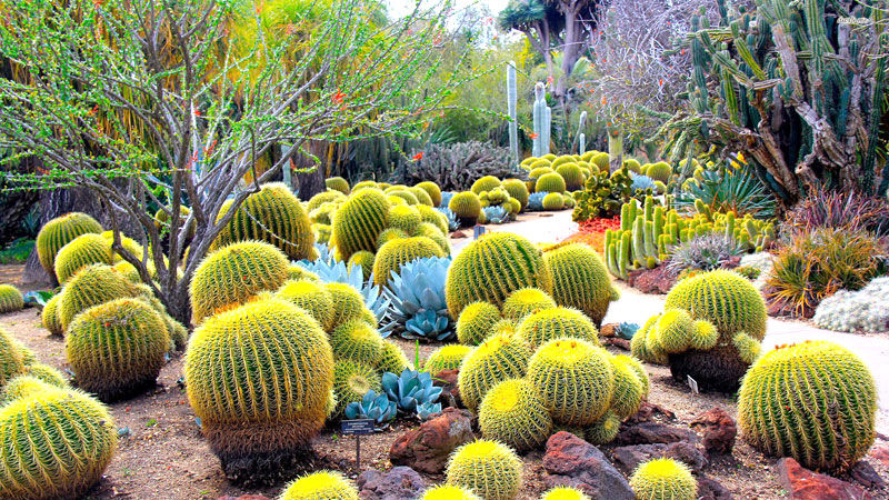 Photo of Cactus Garden, Panchkula by Namrata Das Adhikary 