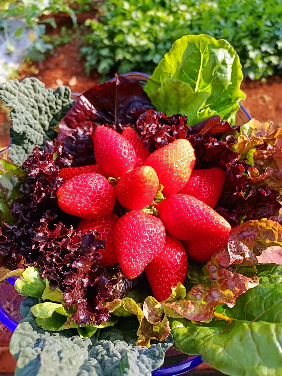 Photo of Green Valley Farm Mahabaleshwar/ग्रीन व्हॅली फार्म स्ट्रॉबेरी फार्म, महाबळेश्वर, Mahabaleshwar by Namrata Das Adhikary 