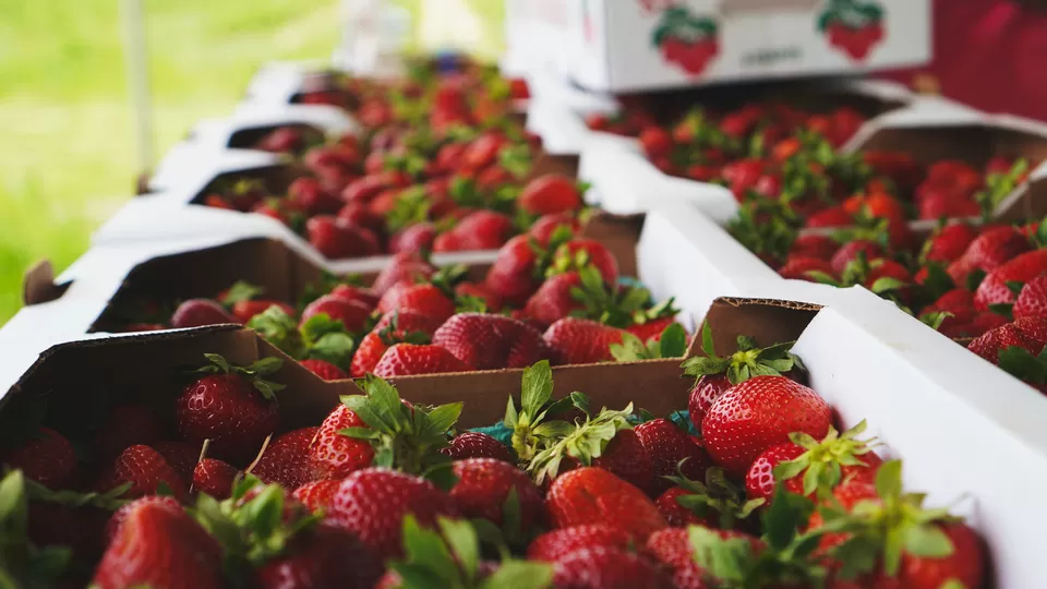 Photo of Ready for a Pluck-And-Eat Experience? These Strawberry Farms Offer a Perfect Weekend From Mumbai! by Namrata Das Adhikary