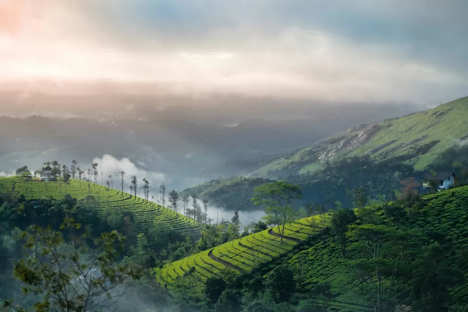 Photo of Munnar, Idukki by Namrata Das Adhikary 