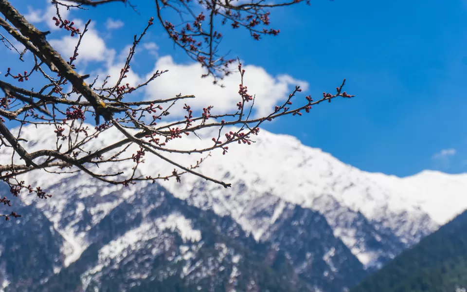 Photo of Valley of Flowers, Garhwal Division by Namrata Das Adhikary 