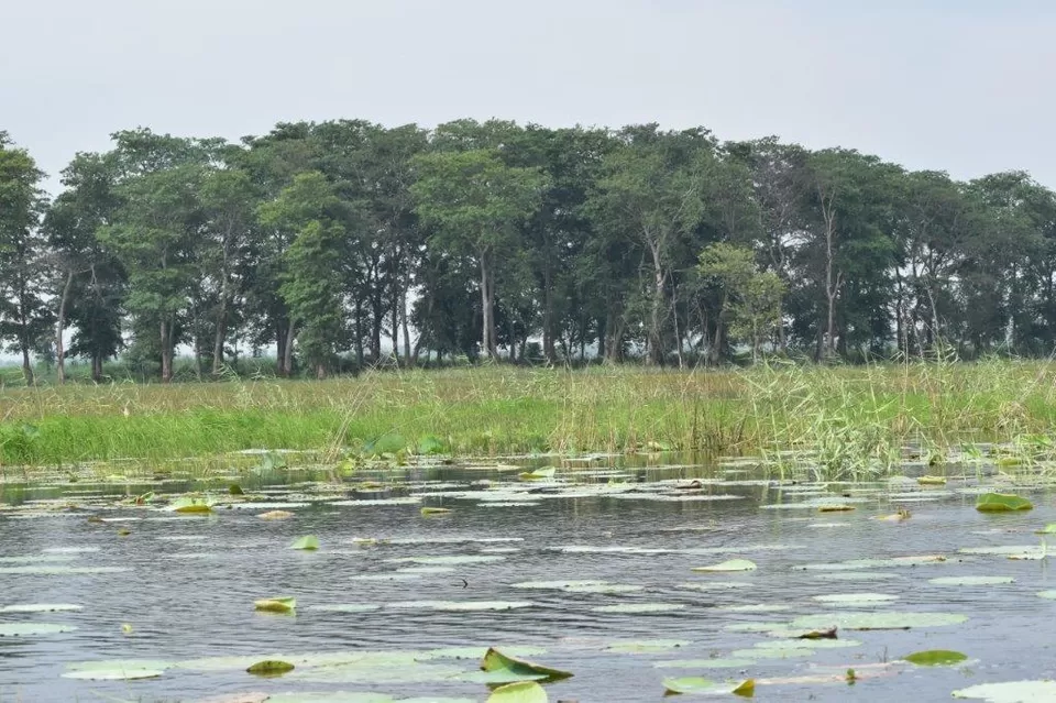 Photo of NAGI DAM BIRD SANCTUARY, Jhajha by Hitendra Gupta