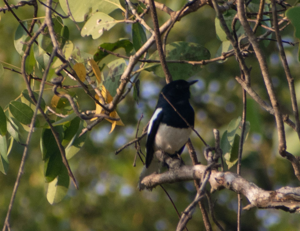Photo of Mangrove wonderland hidden at heart of Goa by Sautrip Paul