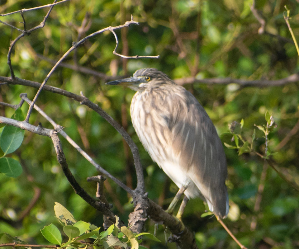 Photo of Mangrove wonderland hidden at heart of Goa by Sautrip Paul