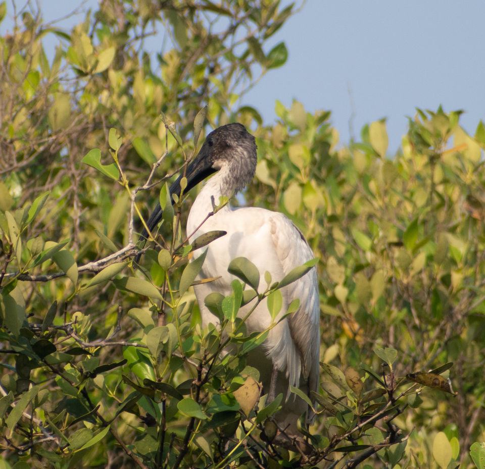 Photo of Mangrove wonderland hidden at heart of Goa by Sautrip Paul