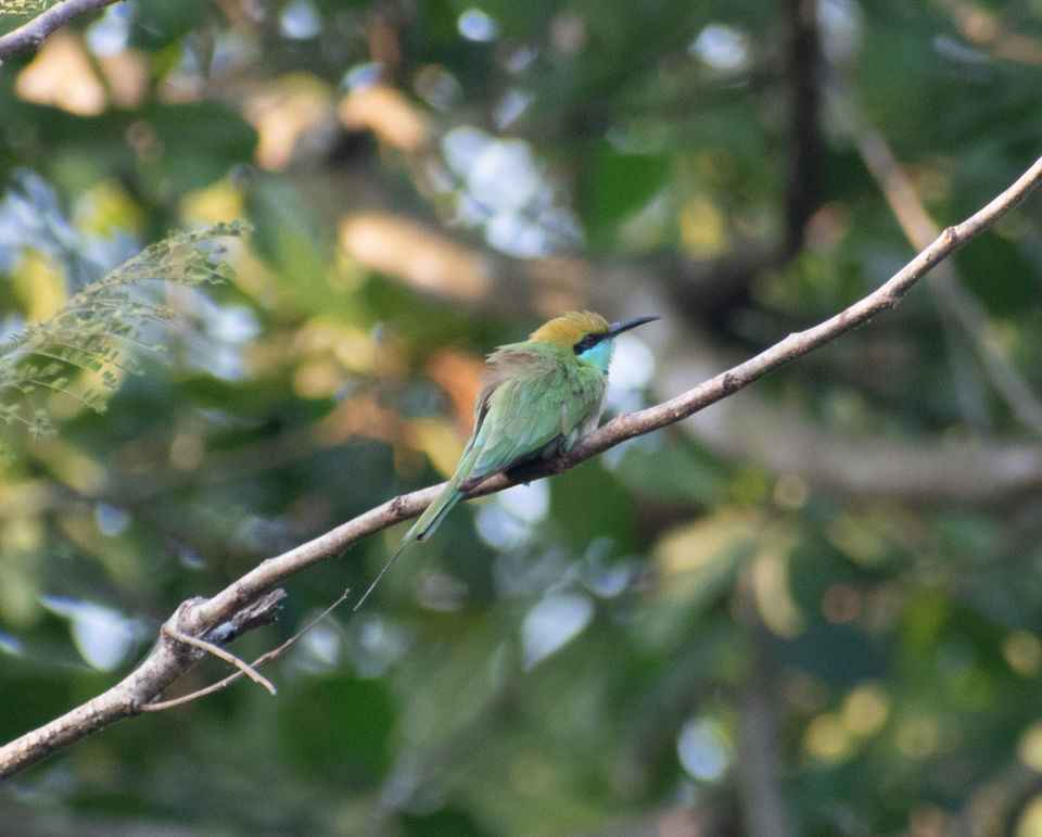 Photo of Mangrove wonderland hidden at heart of Goa by Sautrip Paul