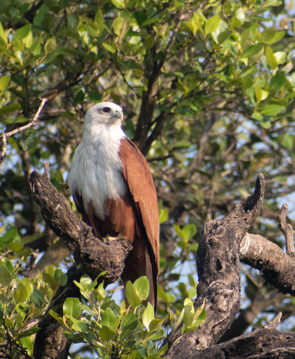 Photo of Mangrove wonderland hidden at heart of Goa by Sautrip Paul