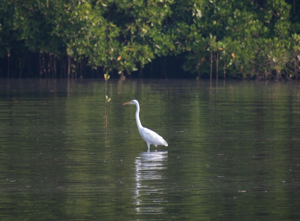 Photo of Mangrove wonderland hidden at heart of Goa by Sautrip Paul