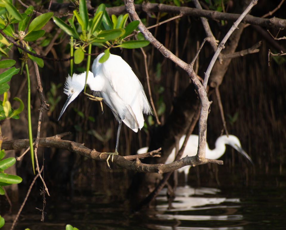 Photo of Mangrove wonderland hidden at heart of Goa by Sautrip Paul