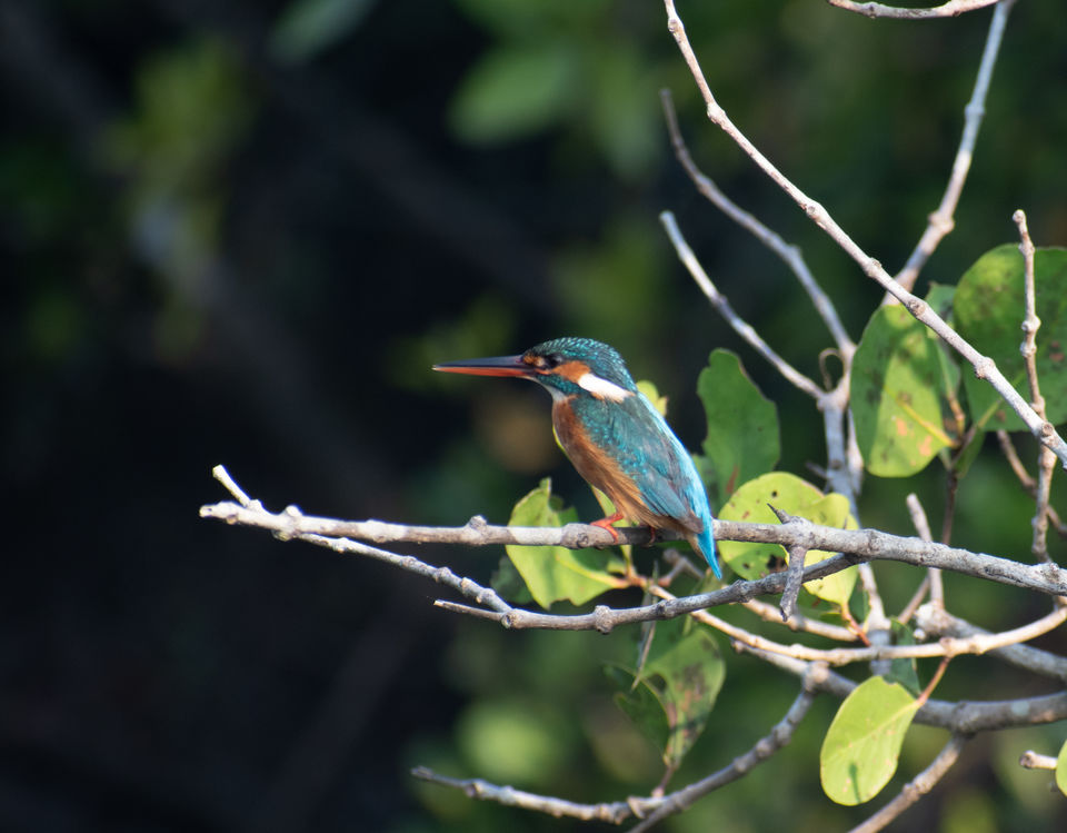 Photo of Mangrove wonderland hidden at heart of Goa by Sautrip Paul
